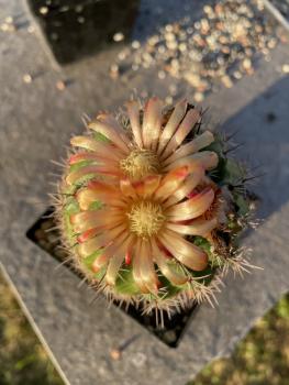 Parodia occulta